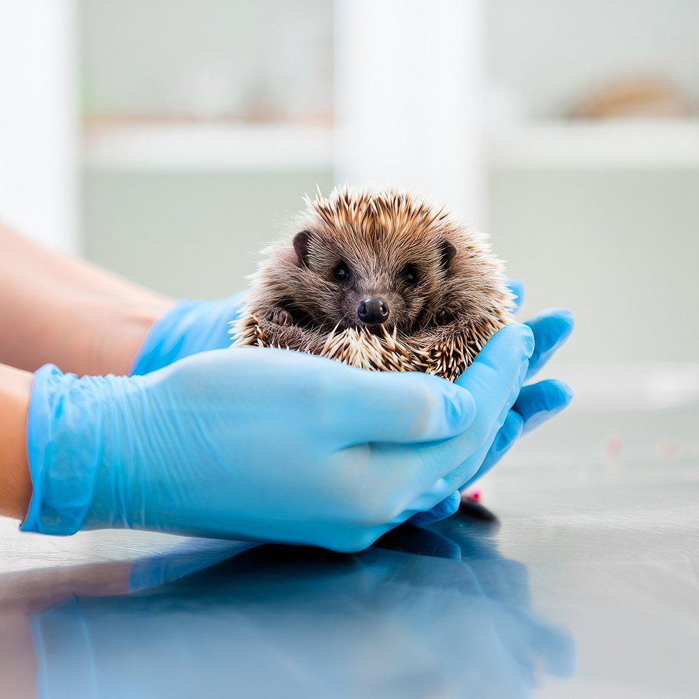 hedgehog-at-vet A curled by hedgehog being held by a vet