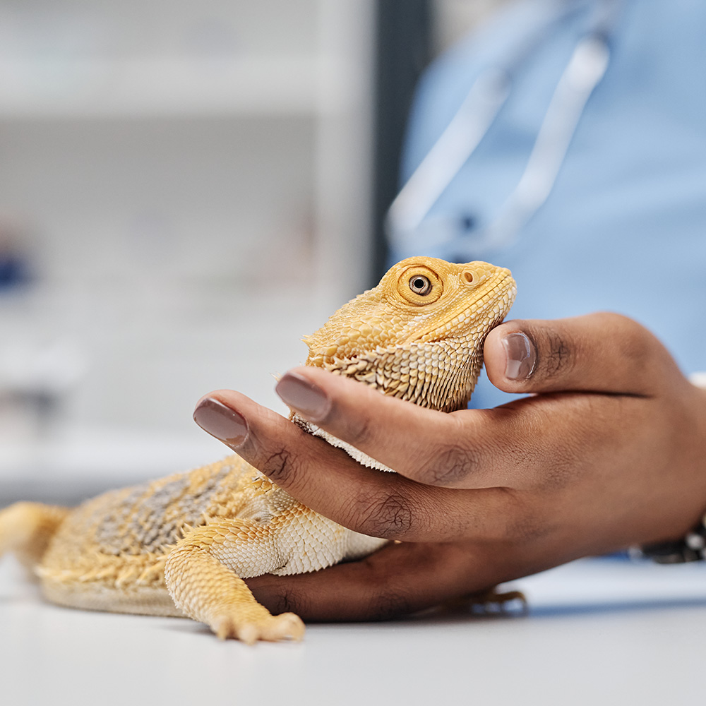 lizard-at-vet A closeup of a yellow bearded dragon
