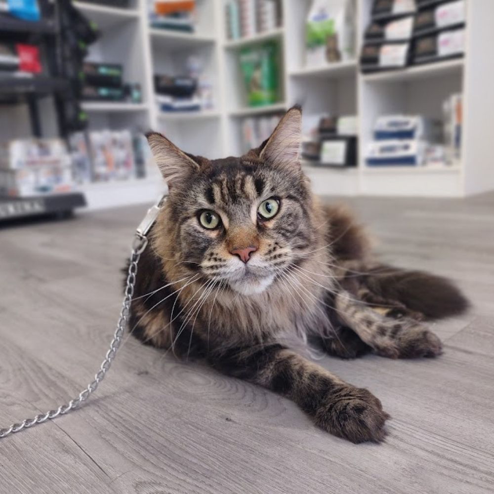 cat sitting on the floor Maine Coon cat laying on floor of Fruitland Veterinary Hospital