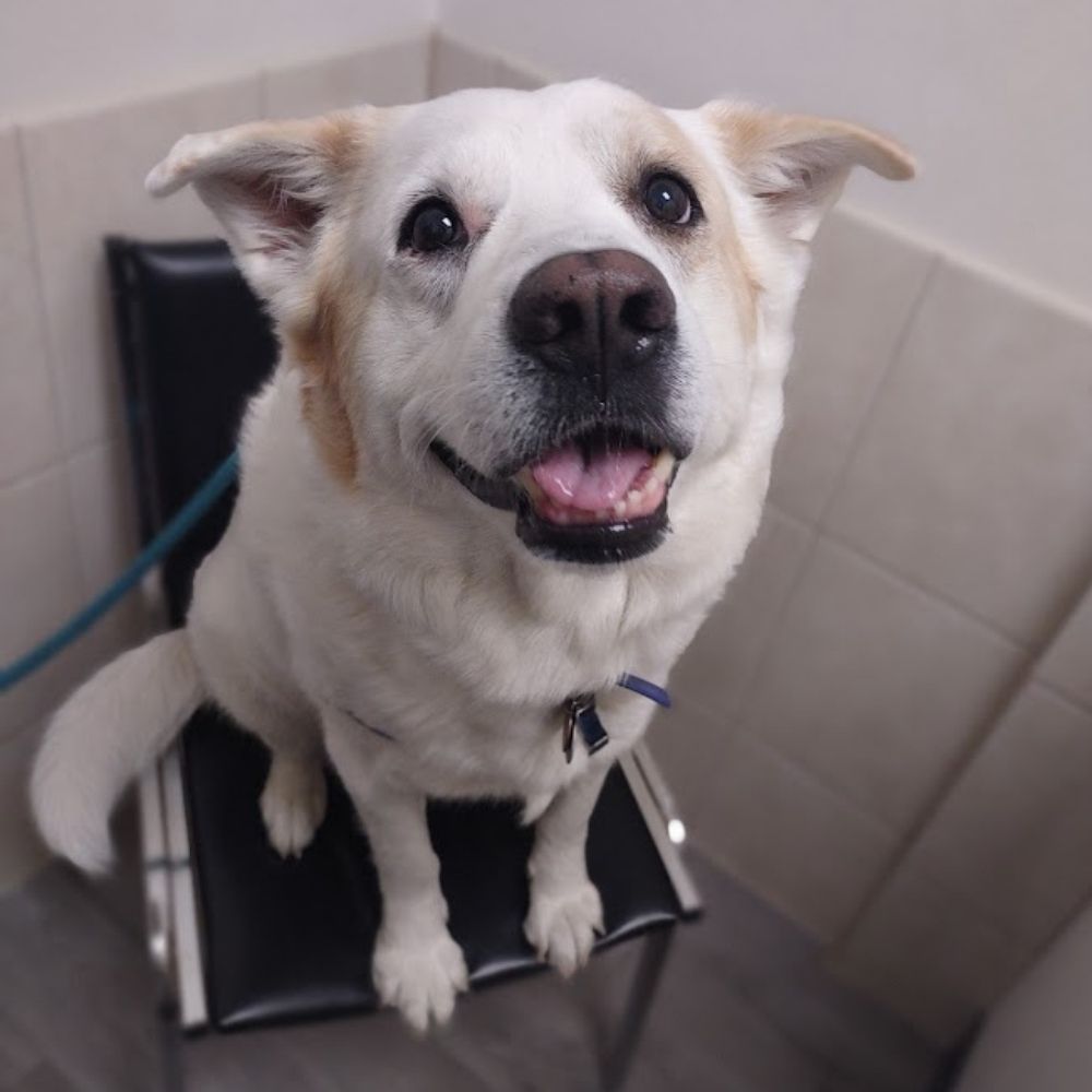 dog sitting on the chair A happy white dog with light brown markings sits on a black chair at Fruitland Veterinary Hospital