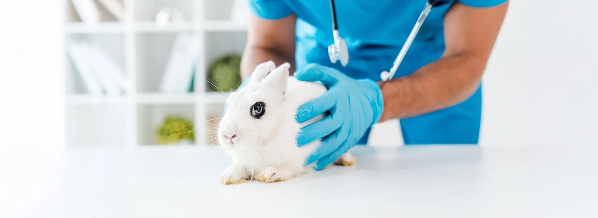 vet holding rabbit