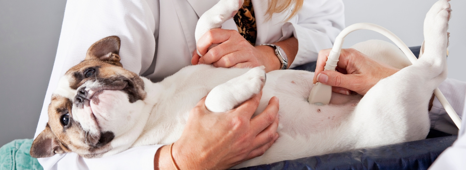 dog laying down getting an ultrasound